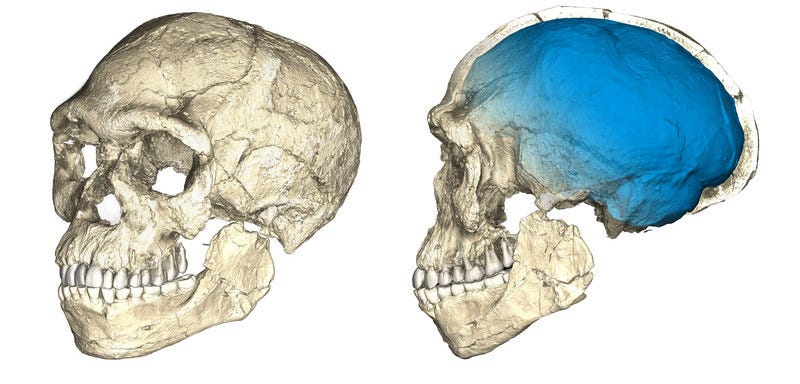 【中古】 人間て何だ 人類の故郷・東アフリカで考える/文芸社/伊東祐朔 中古】 人間て何だ 人類の故郷・東アフリカで考える / 伊東祐朔
