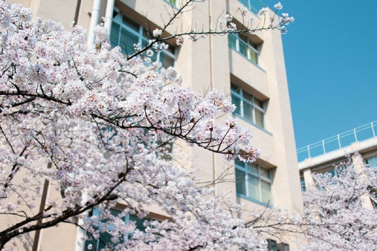 桜が舞う校舎の様子