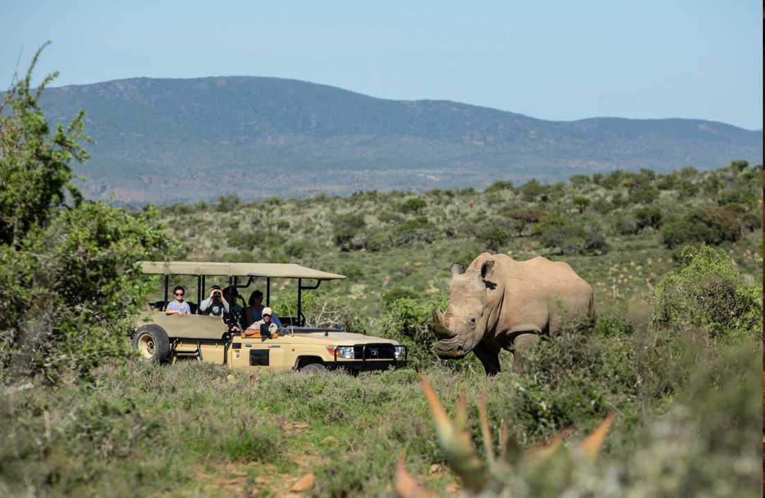 Residents can spot big game animals, such as rhinos, leopards, and elephants, on the property.