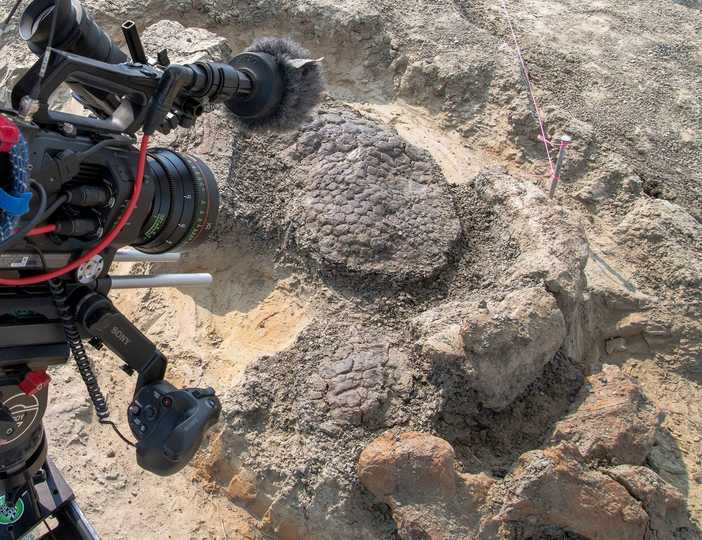 Business Insider Japanのニュース記事「6600万年前の小惑星衝突で死んだ恐竜の化石を発見か」の画像