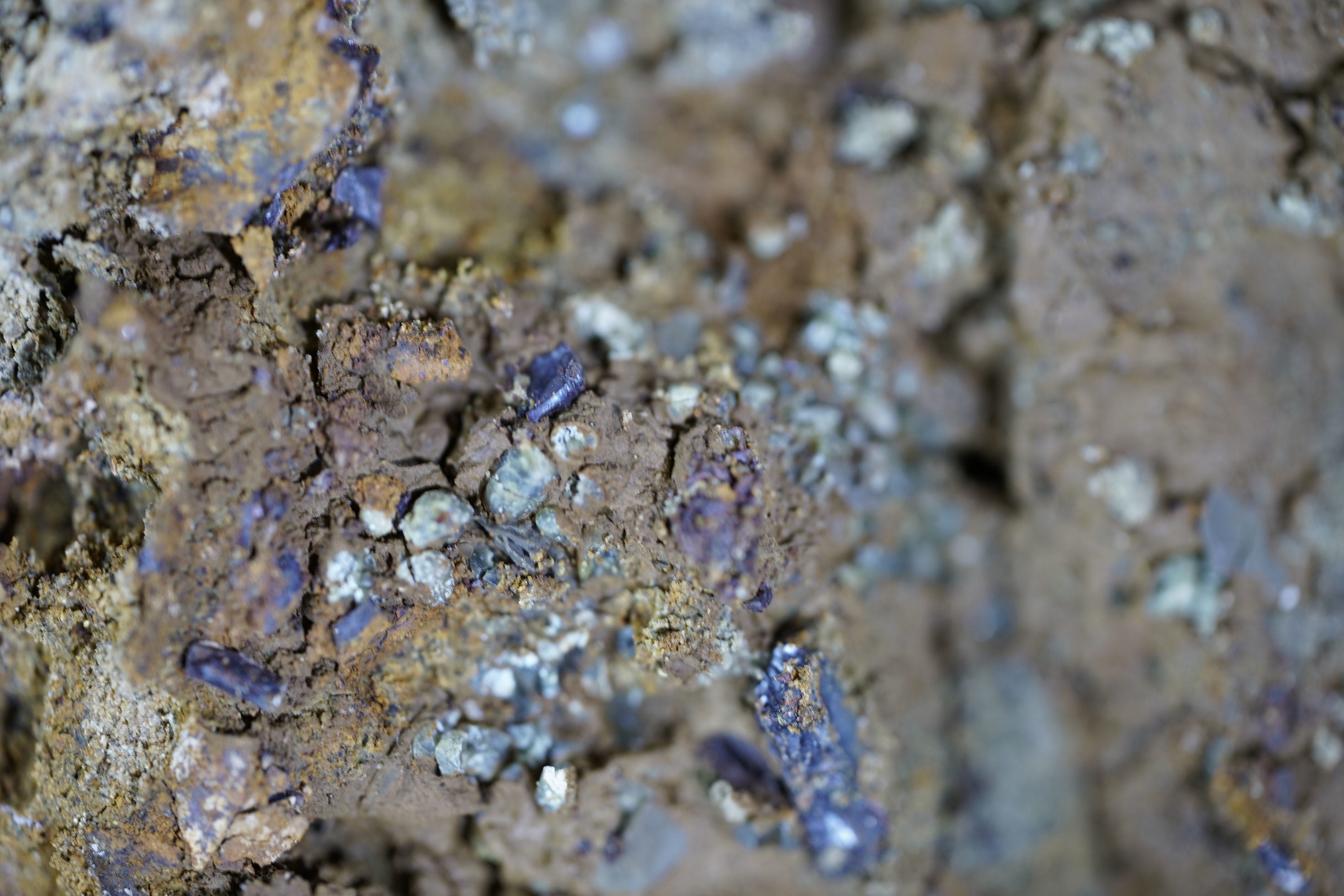 6600万年前の小惑星衝突で死んだ恐竜の化石を発見か | Business