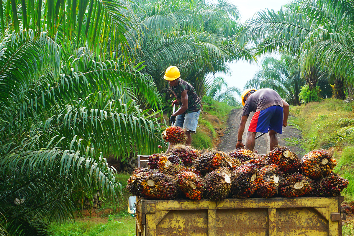 インドネシアのパーム油全面禁輸は「世界食料危機」の契機か。救世主の