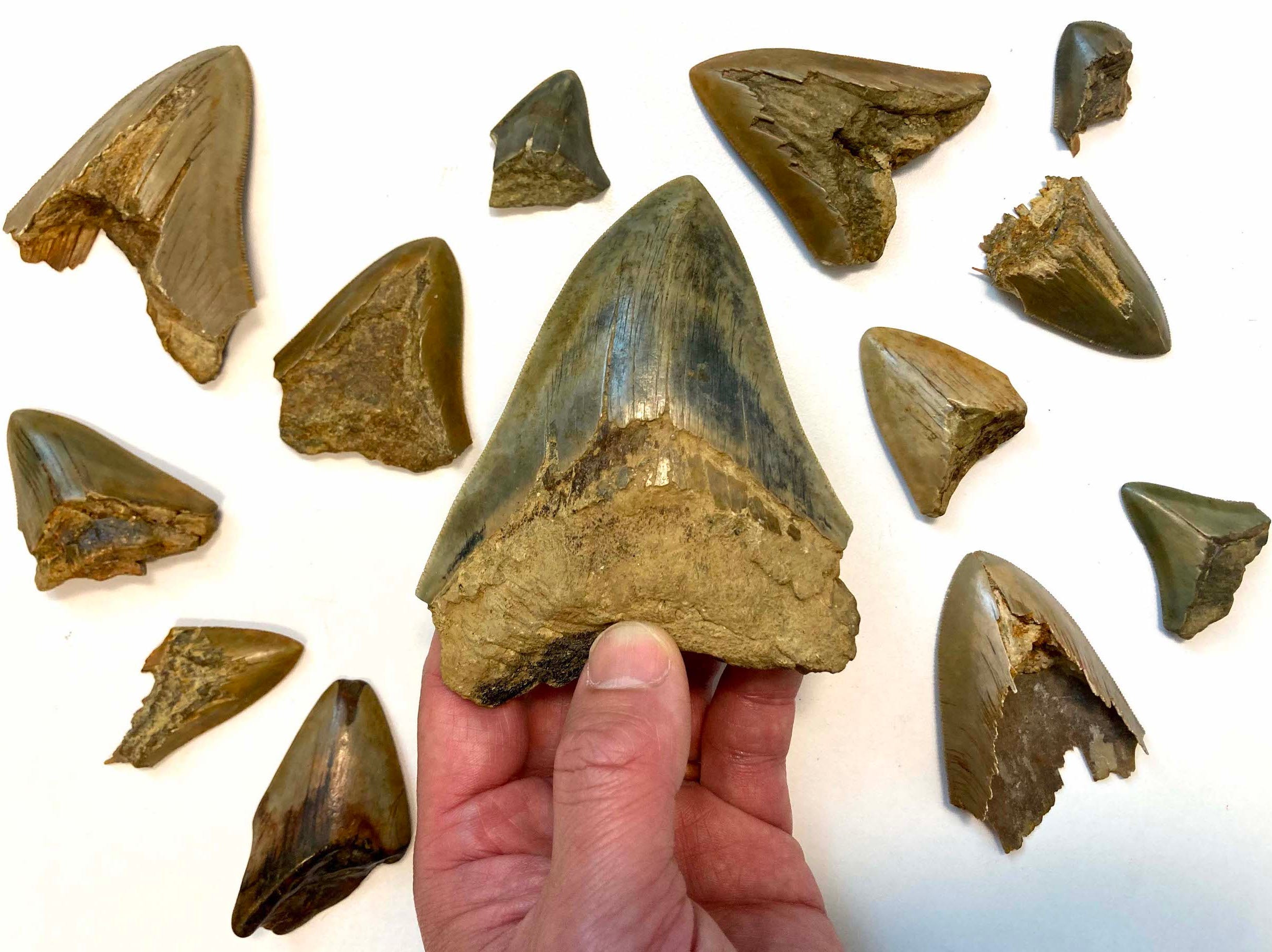 メガロドンは古代の海でホホジロザメと獲物を取り合っていた…歯