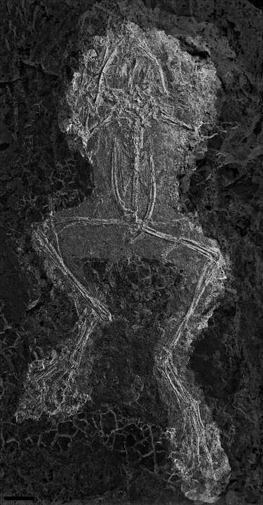 世界有数の化石の宝庫であるドイツのガイゼルタール地方で発見されたカエルの化石。