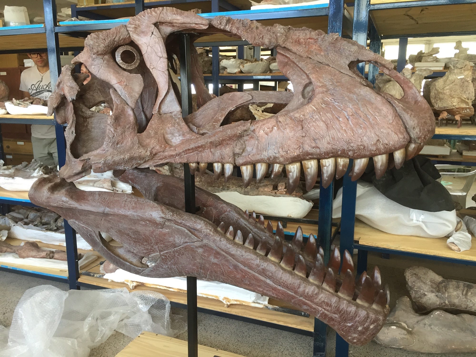 ティラノサウルスのような小さな腕を持つ新種の恐竜を発見