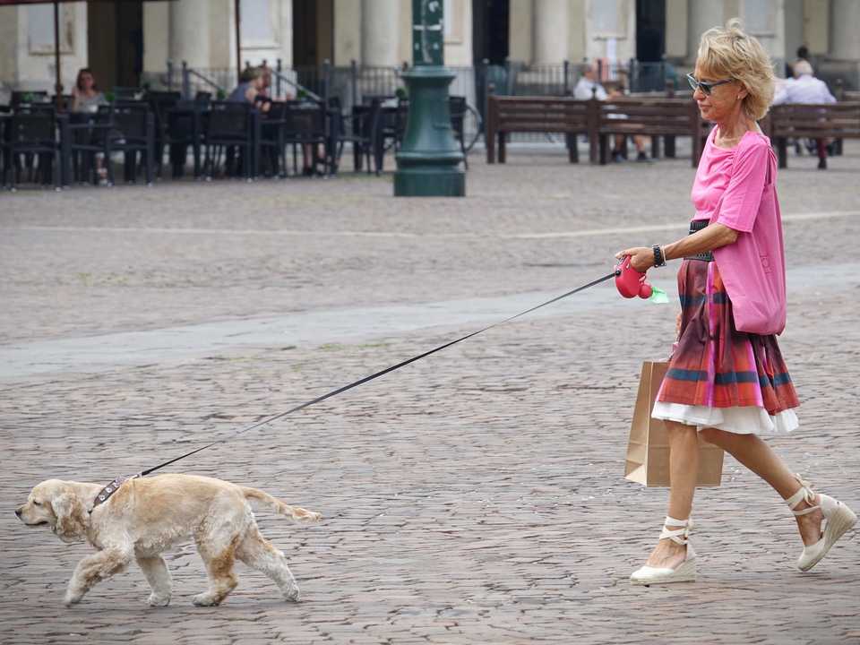 愛犬との散歩は、日が暮れ始めてからにしよう。