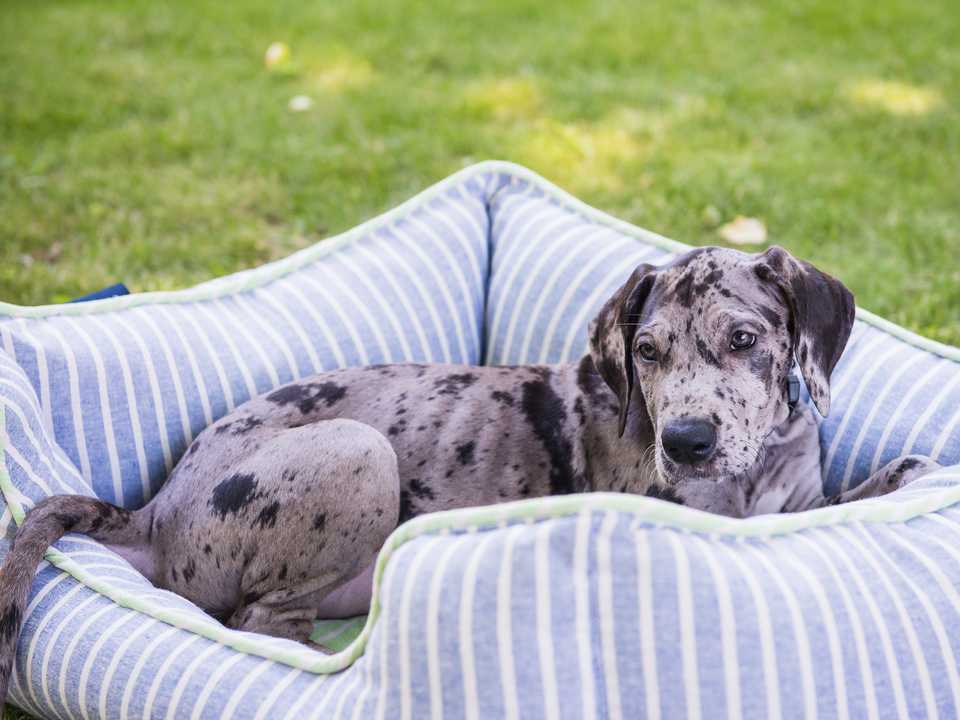 動物には人間用の日焼け止めはよくない。