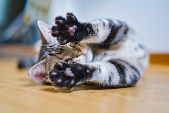 獣医師が明かす ねこが ふみふみ する6つの理由 Business Insider Japan