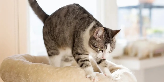 獣医師が明かす ねこが ふみふみ する6つの理由 Business Insider Japan