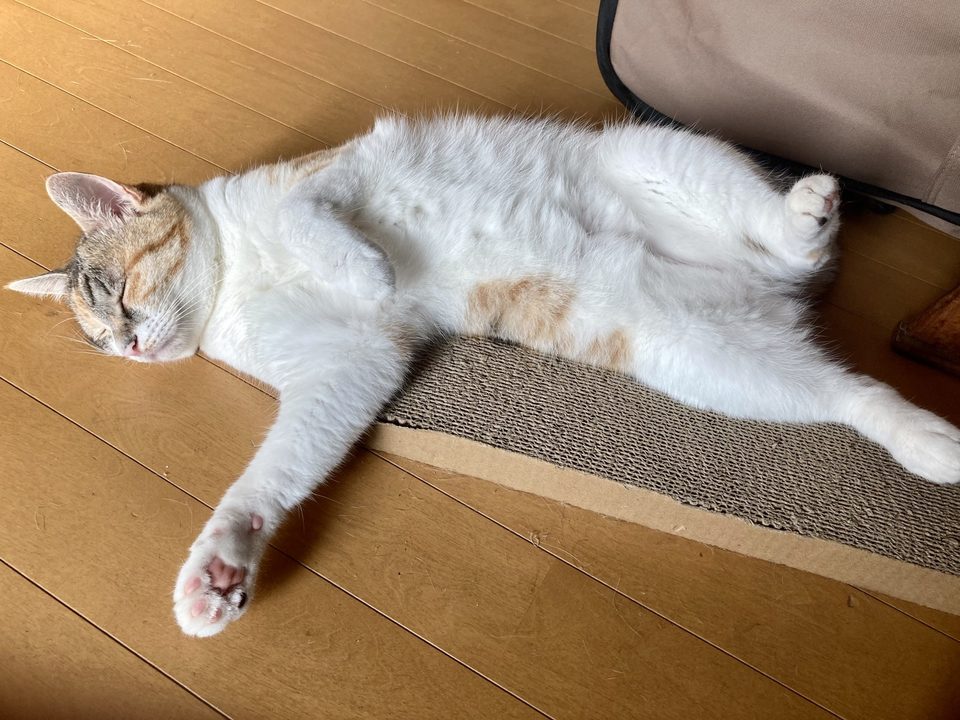 夏バテ気味の犬や猫に ひんやり涼しい ドーム型ペットベッド で快適に夏を過ごそう Business Insider Japan