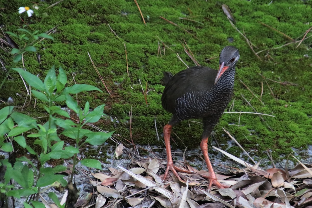 ヤンバルクイナ