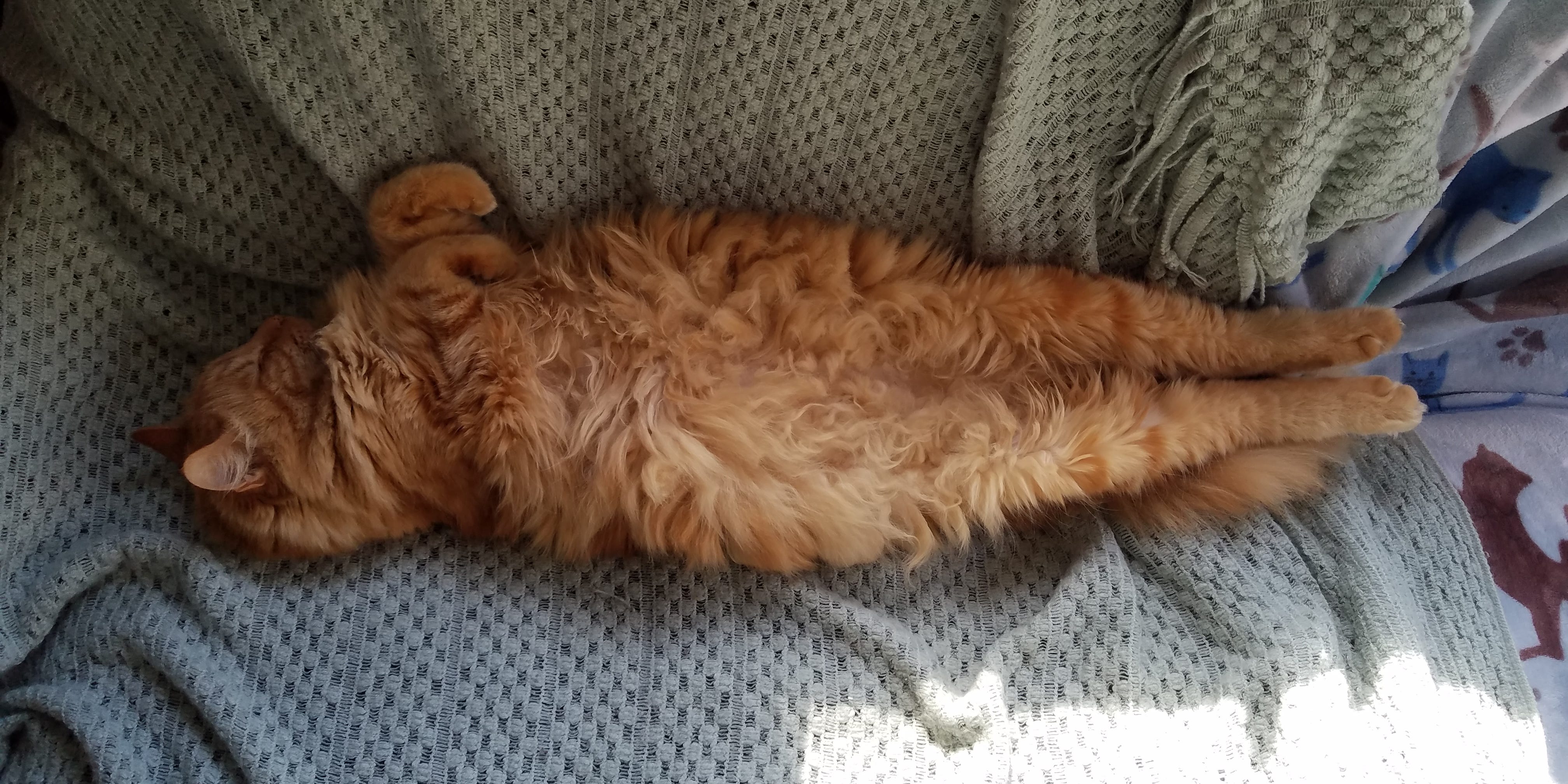 猫 しんどい 時 の 寝 方