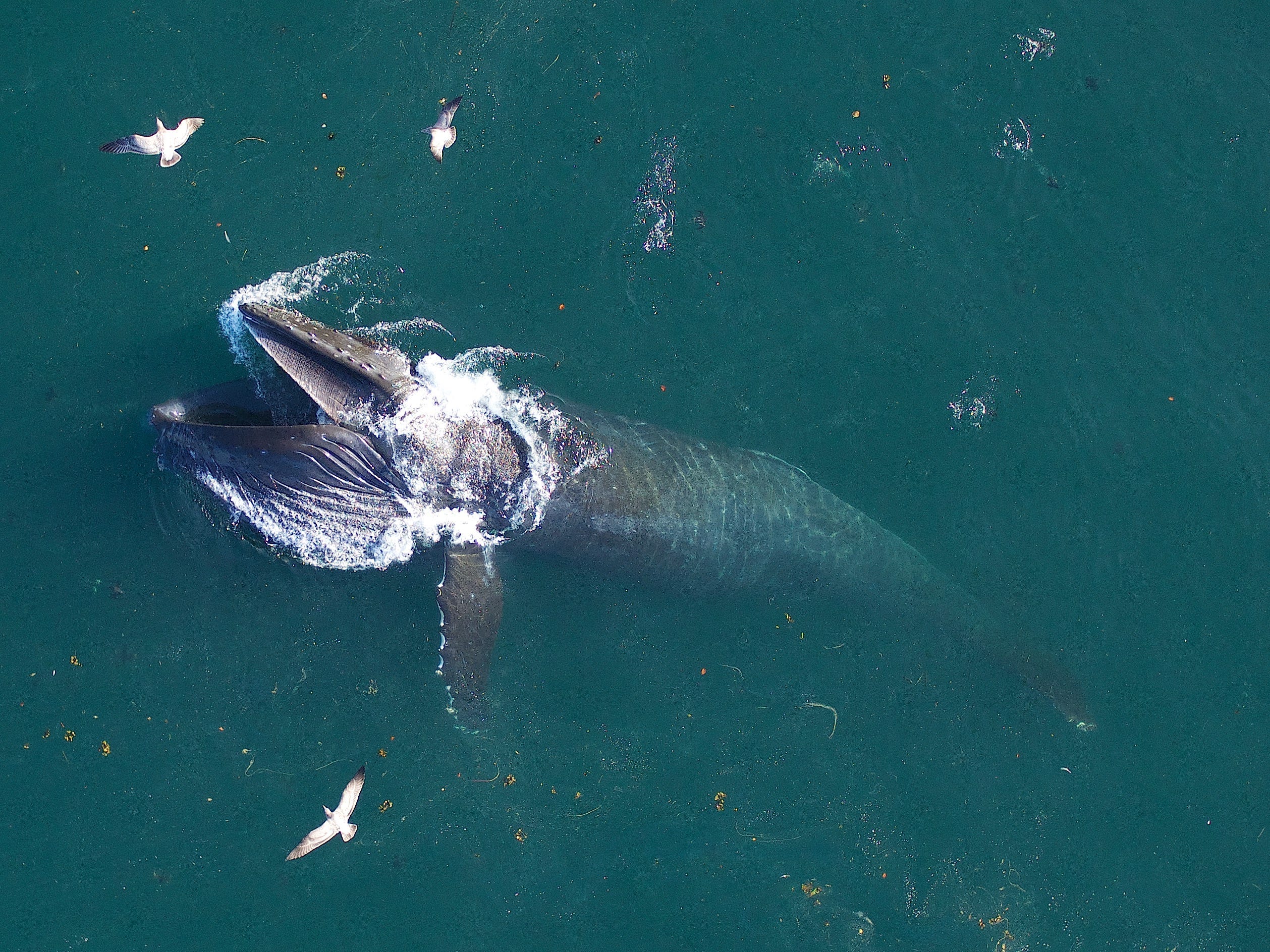 極上！最高品質！　大粒ラリマー　鯨　くじら　クジラ クジラは大きな炭素貯蔵能力を持つ…「海に浮かぶ森林のような