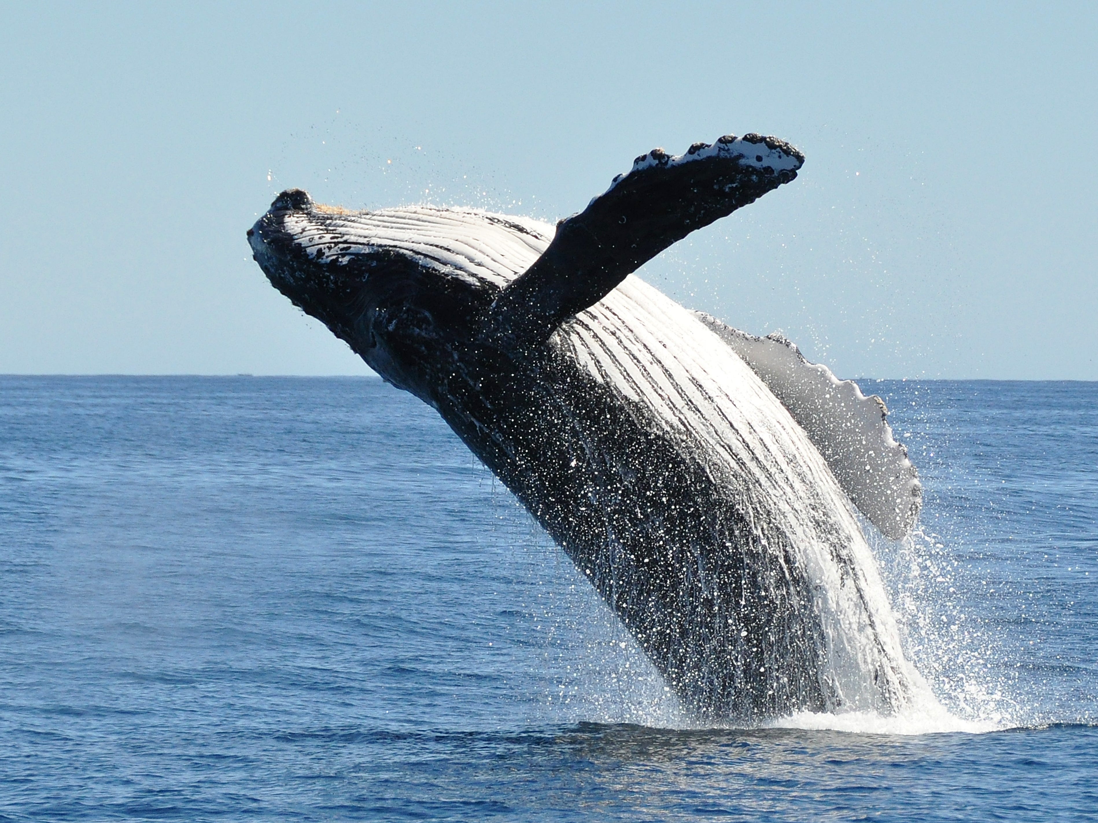 極上！最高品質！　大粒ラリマー　鯨　くじら　クジラ 極上！最高品質！大粒ラリマー鯨くじらクジラ