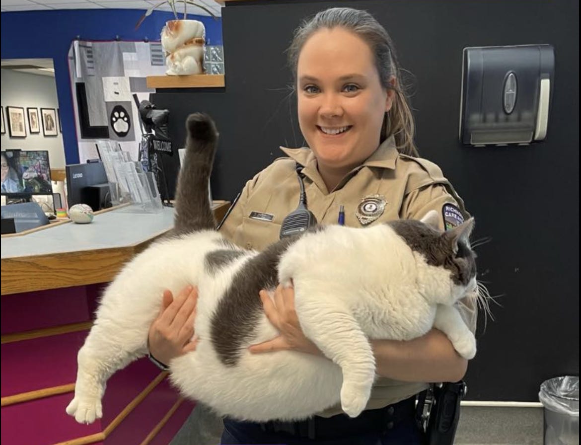 見たことがないくらい大きい？ 体重18キロの保護猫「パッチズ」が話題