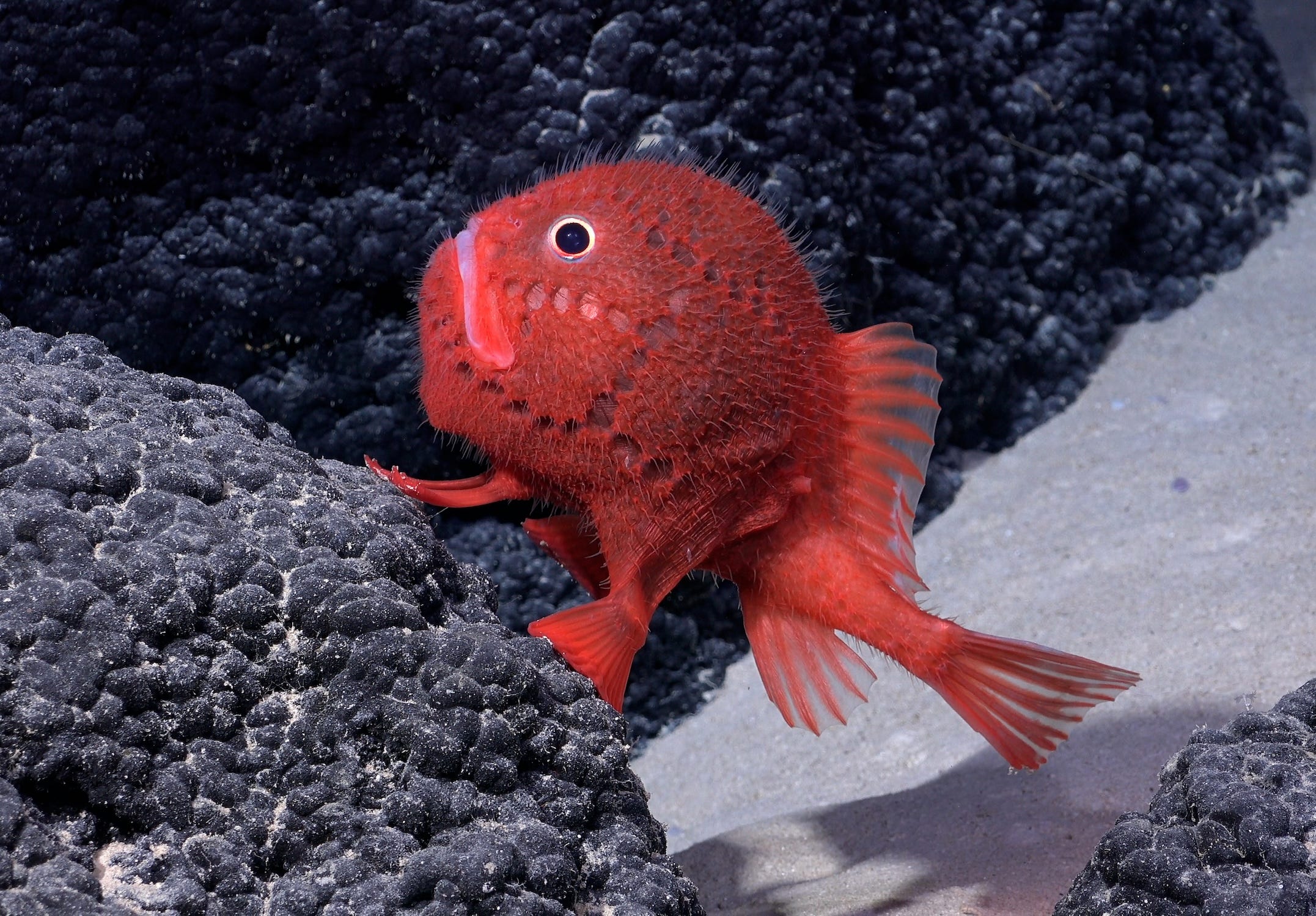 最近発見された深海魚