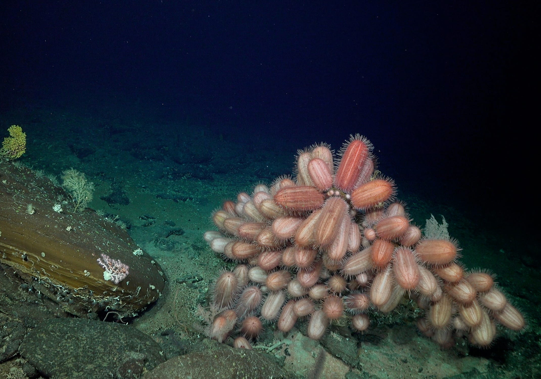 チリ沖の巨大海底山脈で見つかった、色鮮やかで不思議な深海生物たち 