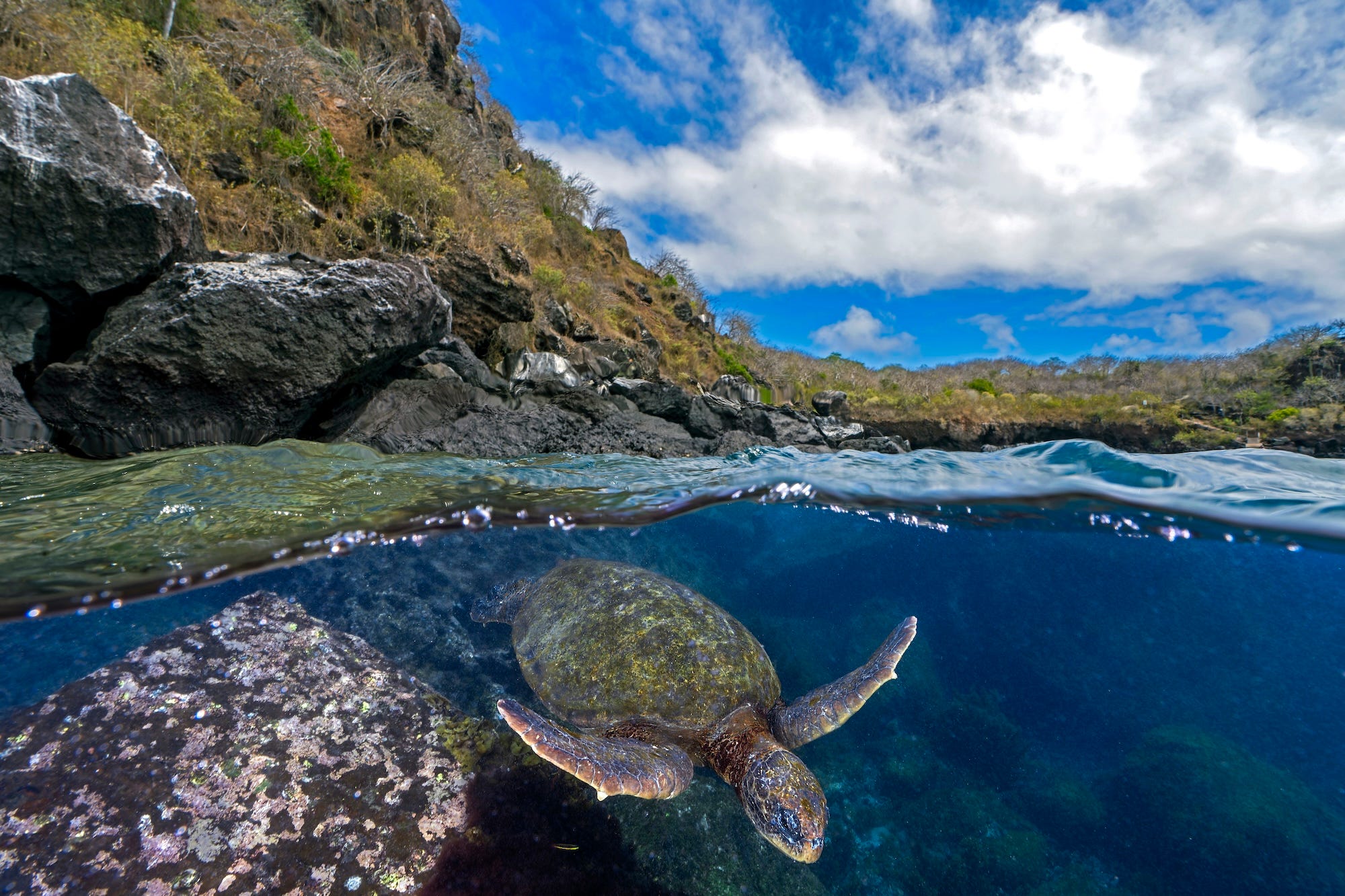 野生生物写真コンテスト入賞作の中から、特にすばらしい水中写真を紹介
