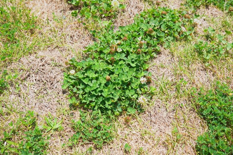 庭の芝生をすべてコンクリにしようと思うほど悩んだ「雑草」。コレを