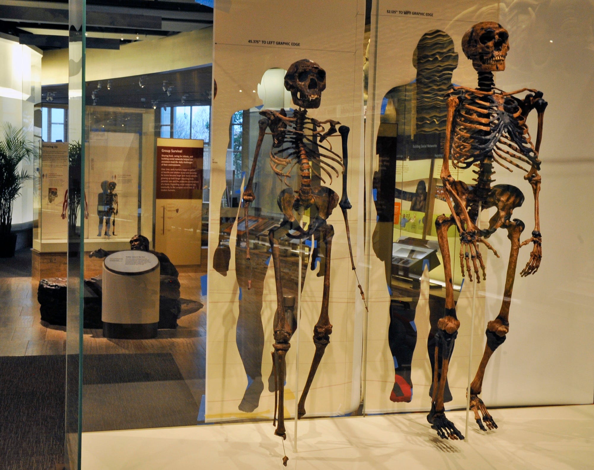 ネアンデルタール人絶滅の理由は「孤立」「小規模な集団」かもしれない