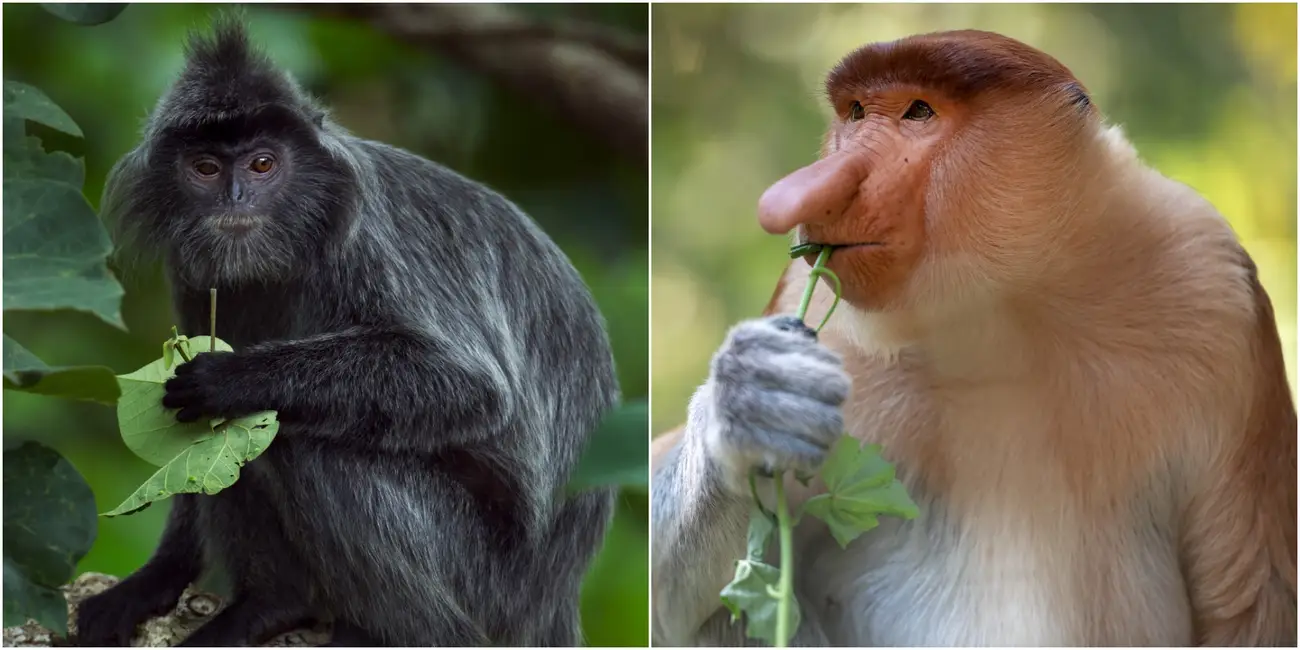 さる NAZLZX10TRF ZXT Trashformer 10 送料無料 | サウンドハウス