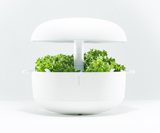 20160122_herb_1.jpg