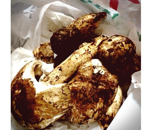 夢の 松茸三昧 も 秘境 ブータンの意外な楽しみ方 Mashing Up