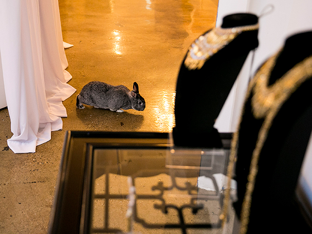 20170531_nyc_pet_2.jpg