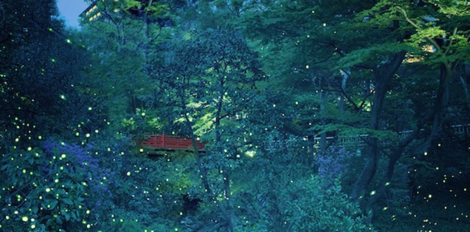 ねらい目は6月下旬 ホテル椿山荘東京 でホタルとあじさい鑑賞を Mashing Up