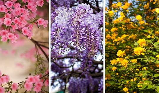 桜の次は藤にツツジに山吹 晩春のお花見を楽しめる京都の名所 穴場 Mashing Up
