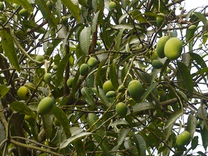 130618mango01.jpg