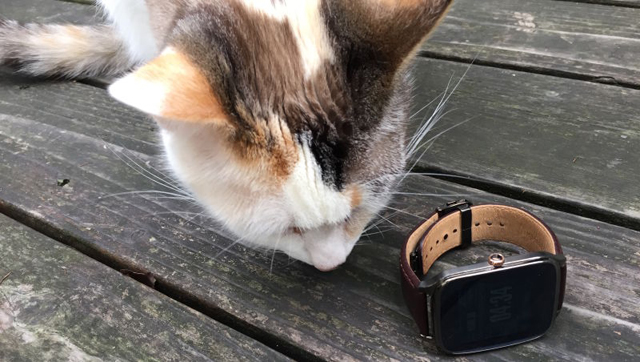 151006_zenwatch2_03.jpg