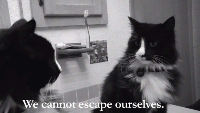 140922blackcanvascat.jpg
