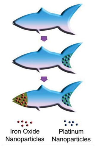 150904_microfish02.jpg