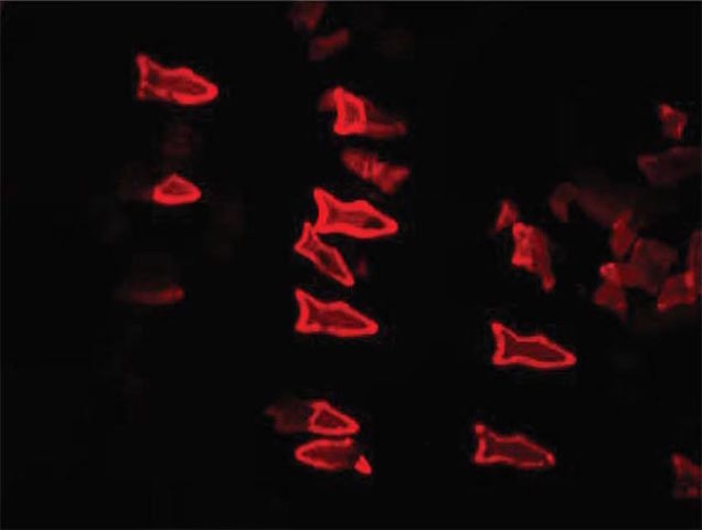 150904_microfish03.jpg