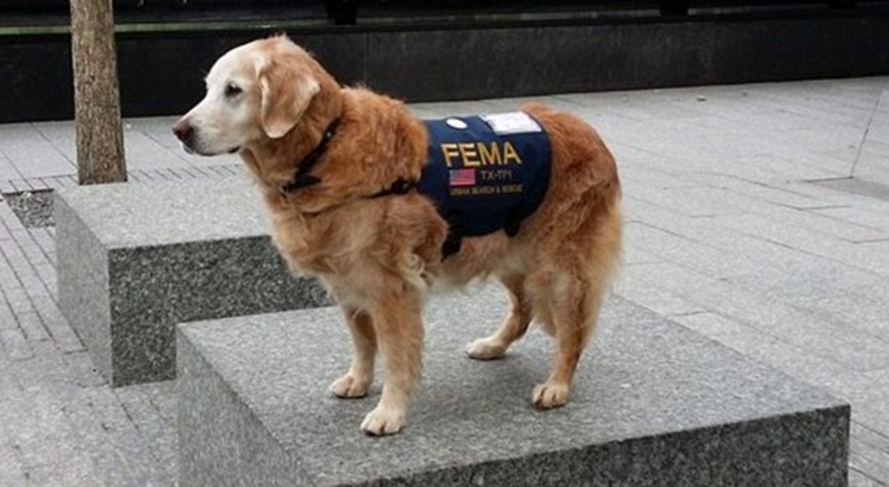 911テロで活躍したレスキュー犬に最高のお誕生日を ギズモード ジャパン