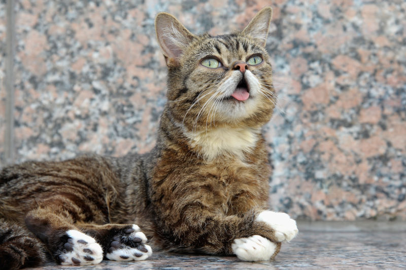 150922catslilbub.jpg