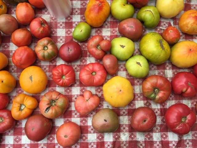 151002iphone6s_camera_no_longer_the_king_b_tomatoes.jpg