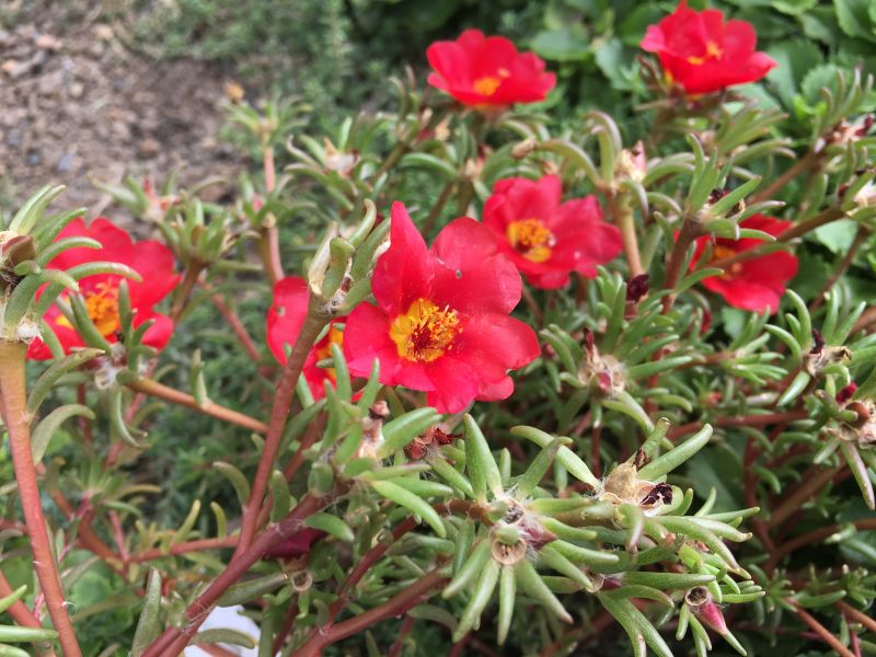 151002iphone6s_camera_no_longer_the_king_i_flower.jpg