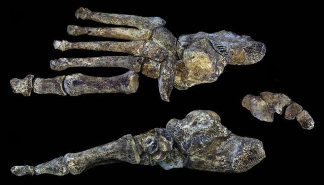 151008_homonaledi3.jpg
