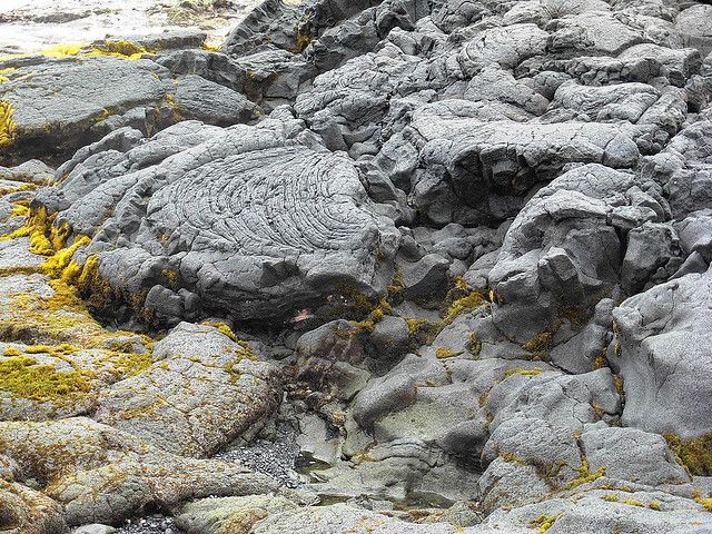 151019_mushroom2.jpg