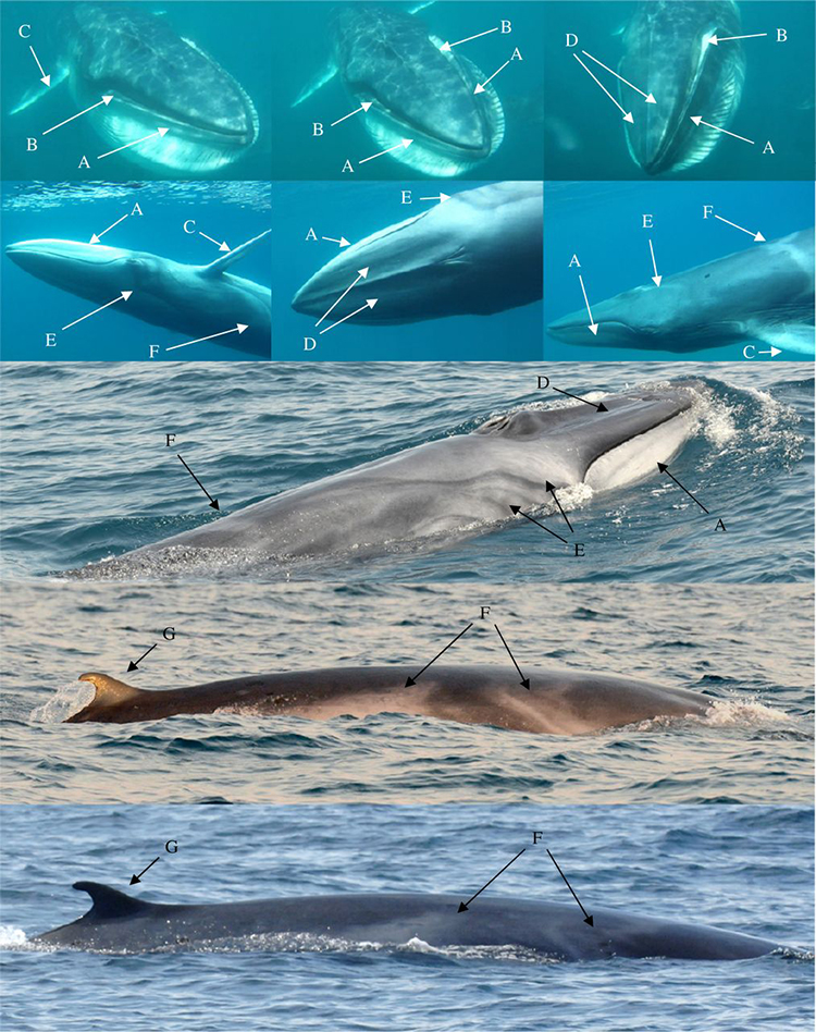 151104omuraswhale_03.jpg