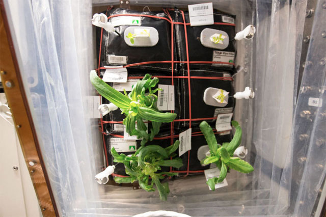 160119projectveggie01.jpg