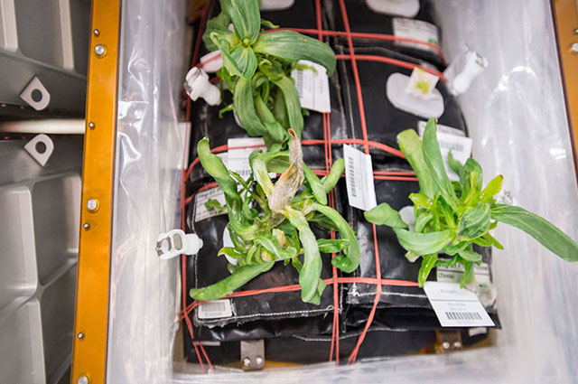 160119projectveggie02.jpg