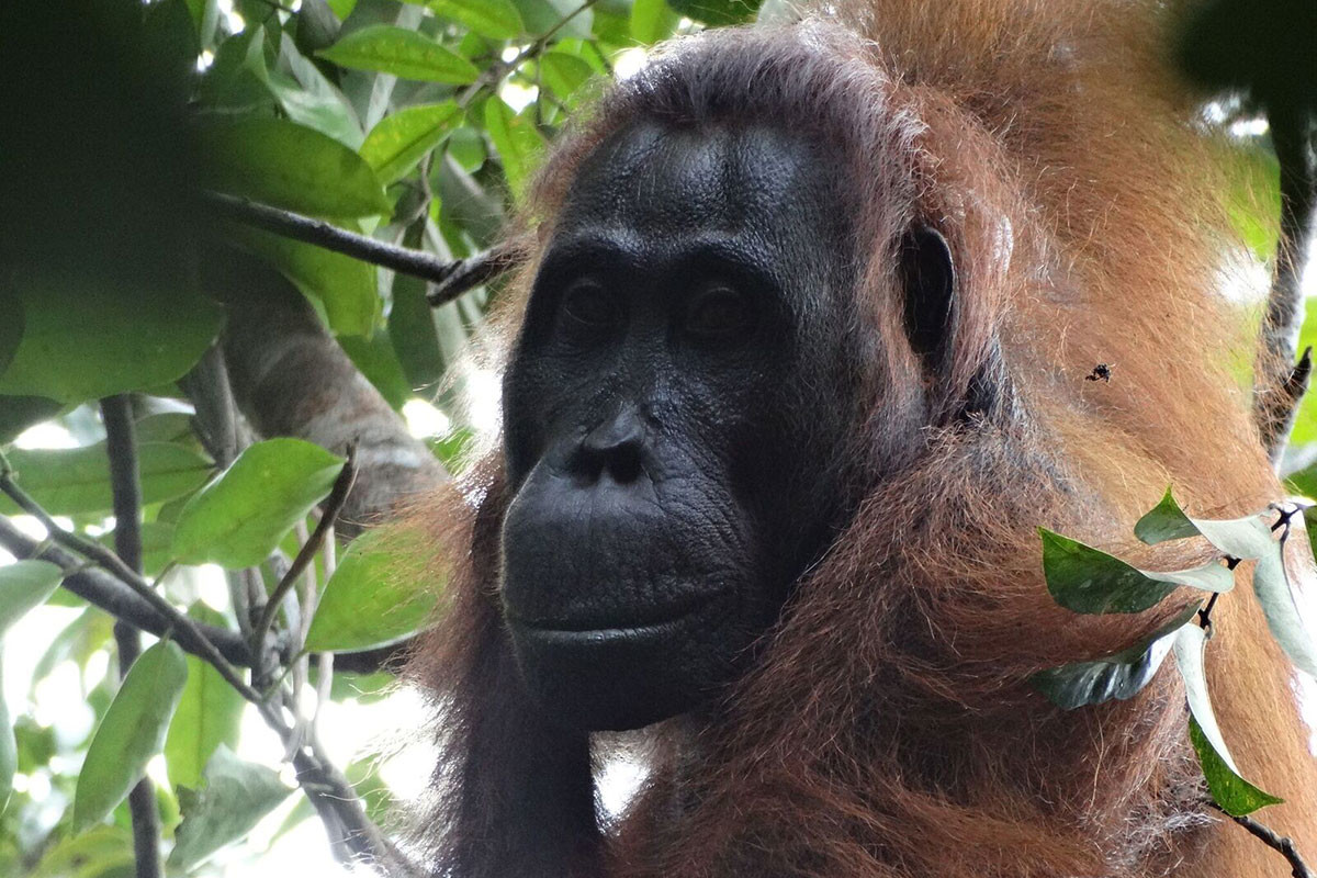 160205_orangutans.jpg