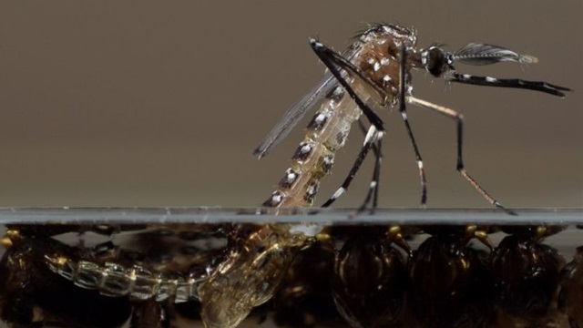 160205zika_mosquitoes.jpg