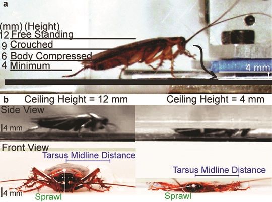 160210_roachrobot2.jpg