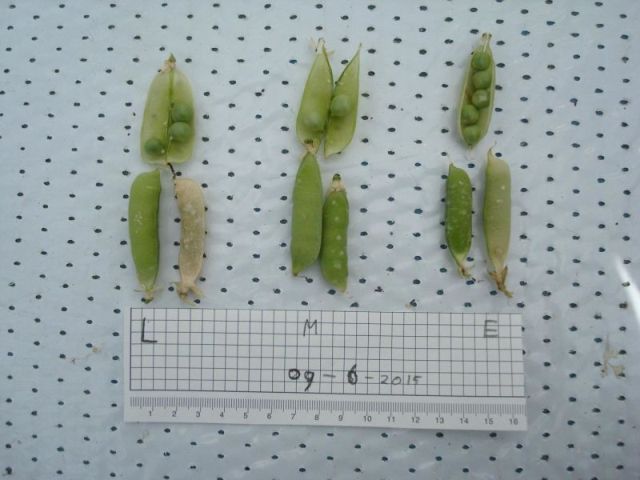 160312_martianvegetable2.jpg