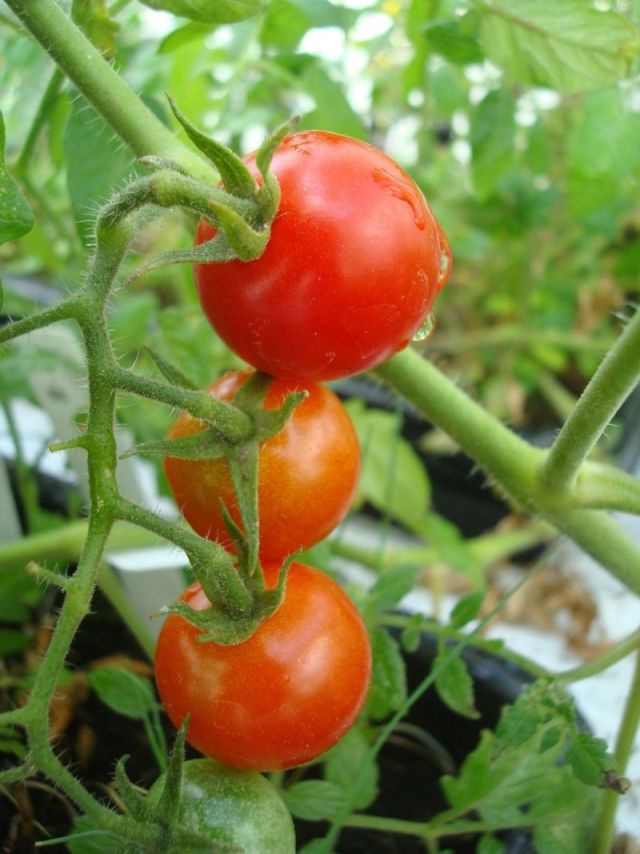 160312_martianvegetable3.jpg