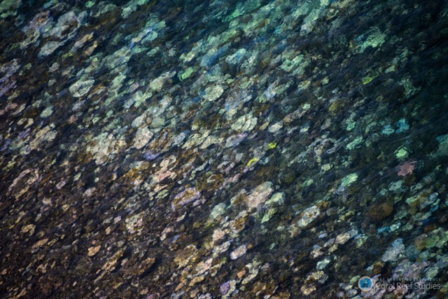 160403greatbarrierreef_dying_c.jpg